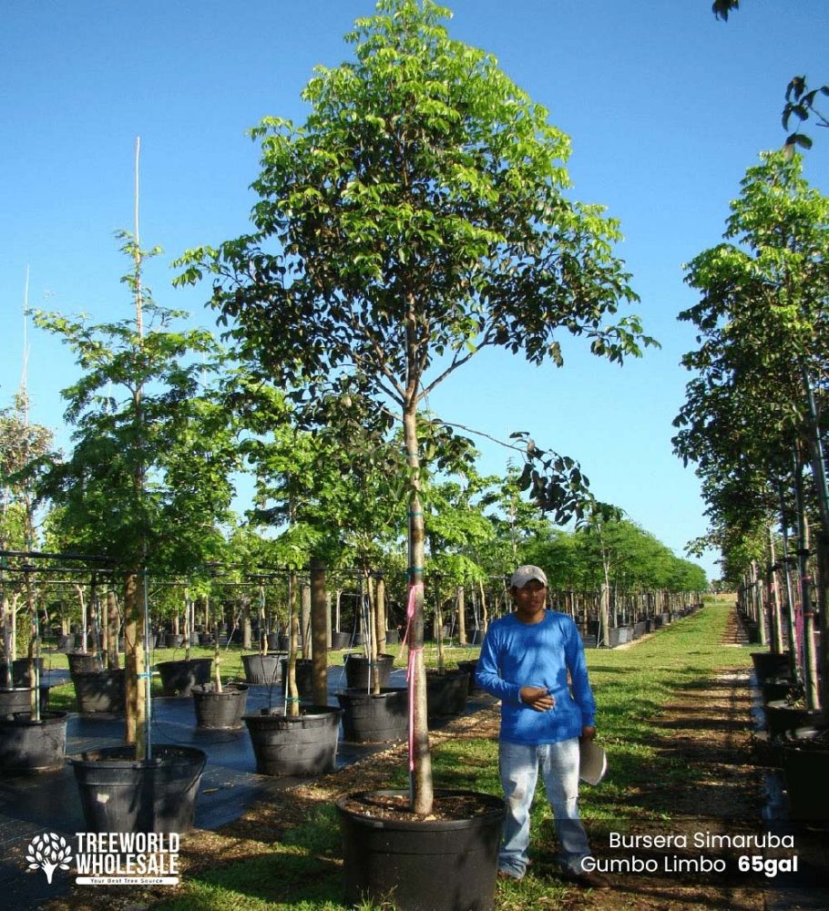 bursera-simaruba-gumbo-limbo