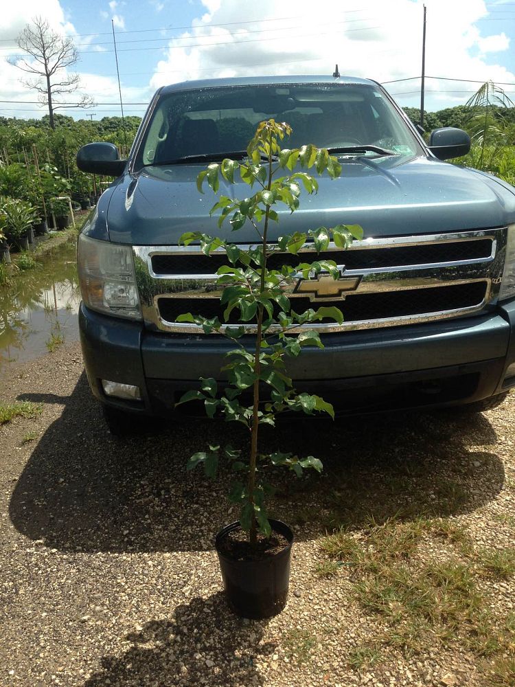 bursera-simaruba-gumbo-limbo