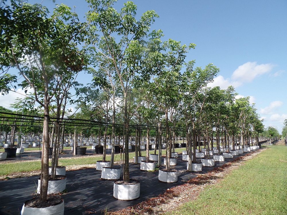 bursera-simaruba-gumbo-limbo