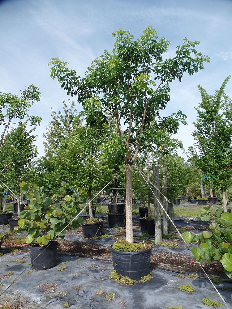 bursera-simaruba-gumbo-limbo