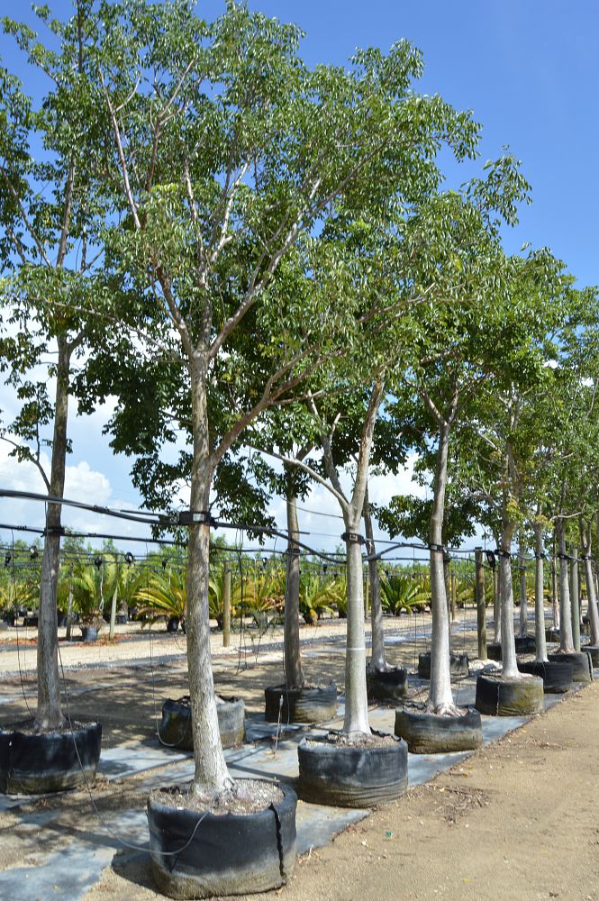 bursera-simaruba-gumbo-limbo