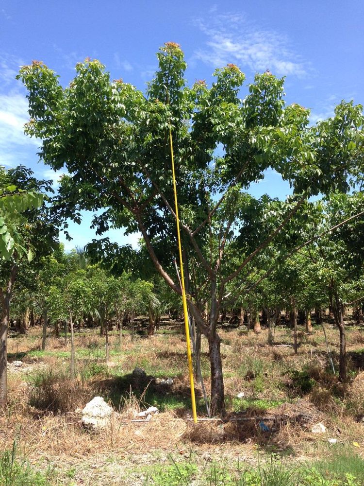 bursera-simaruba-gumbo-limbo