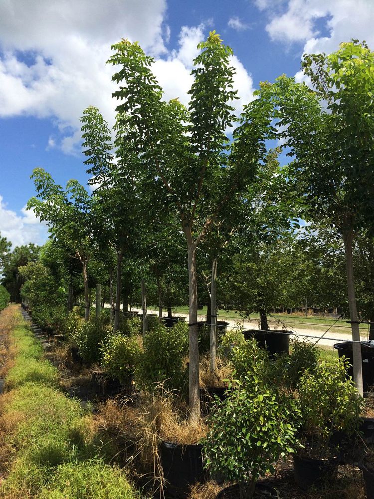 bursera-simaruba-gumbo-limbo