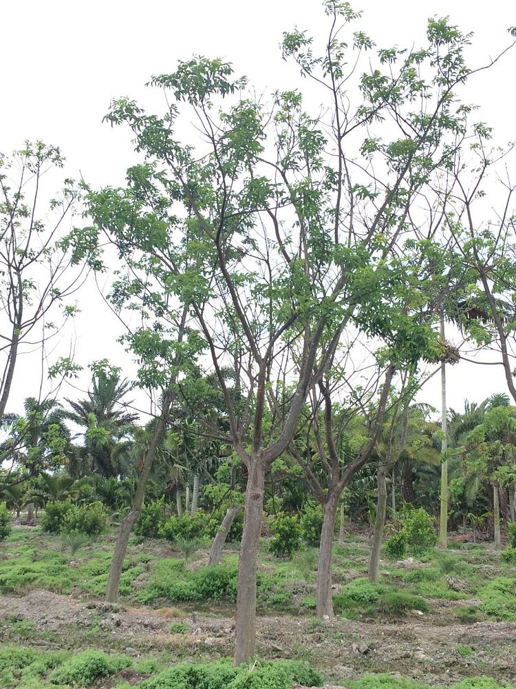 bursera-simaruba-gumbo-limbo