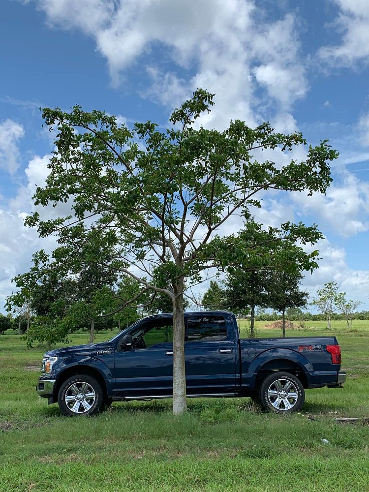 bursera-simaruba-gumbo-limbo