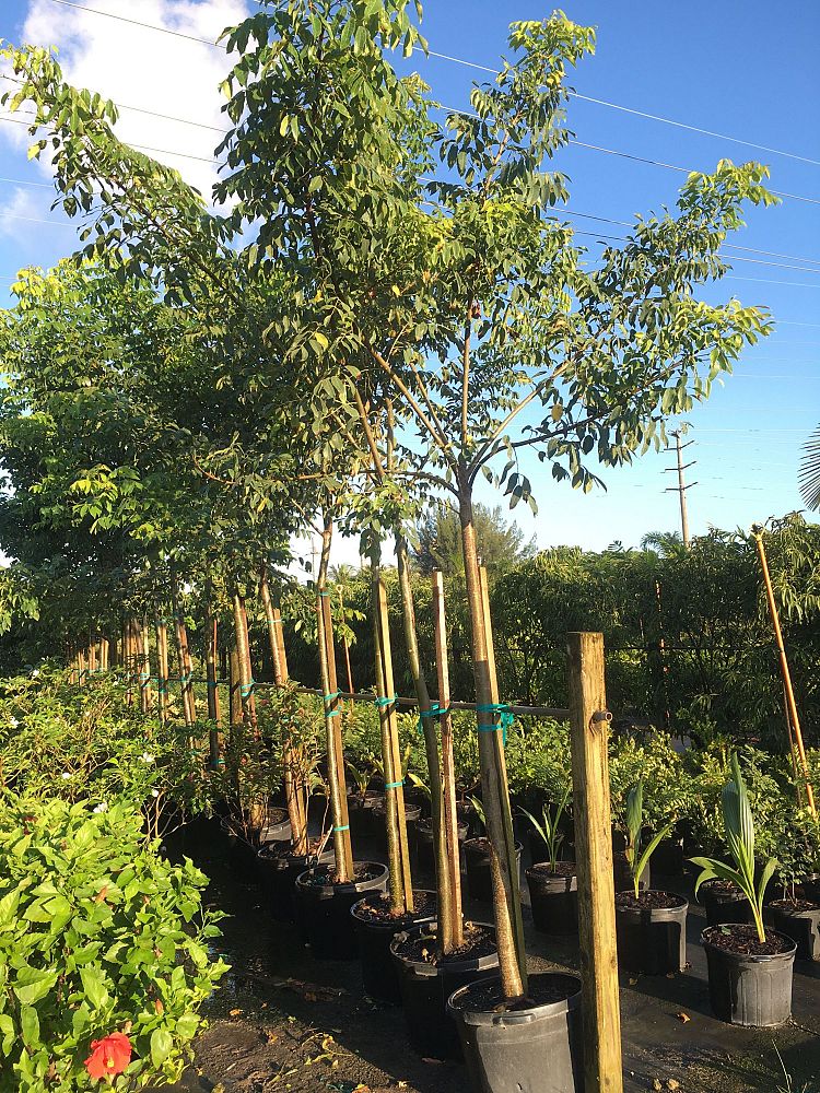 bursera-simaruba-gumbo-limbo