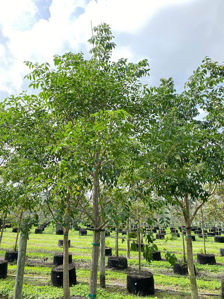 bursera-simaruba-gumbo-limbo