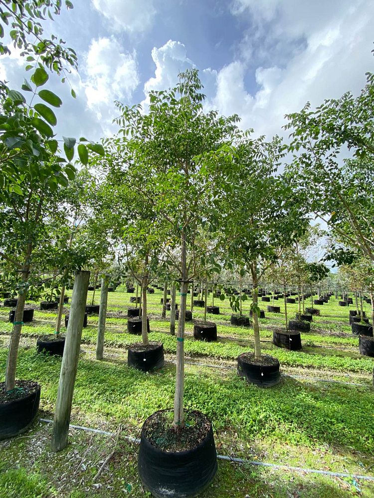 bursera-simaruba-gumbo-limbo