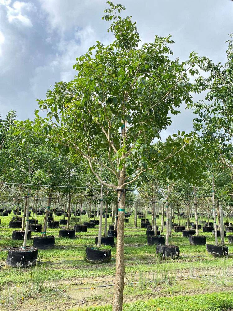 bursera-simaruba-gumbo-limbo