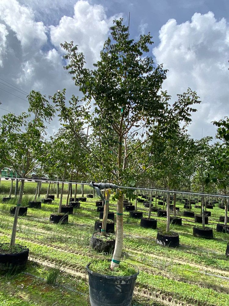 bursera-simaruba-gumbo-limbo