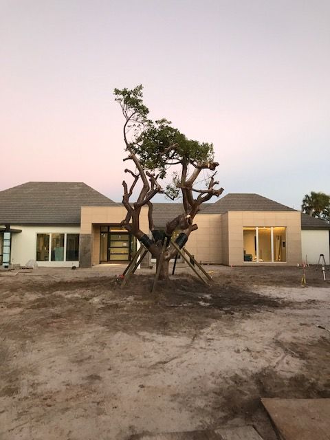 bursera-simaruba-gumbo-limbo