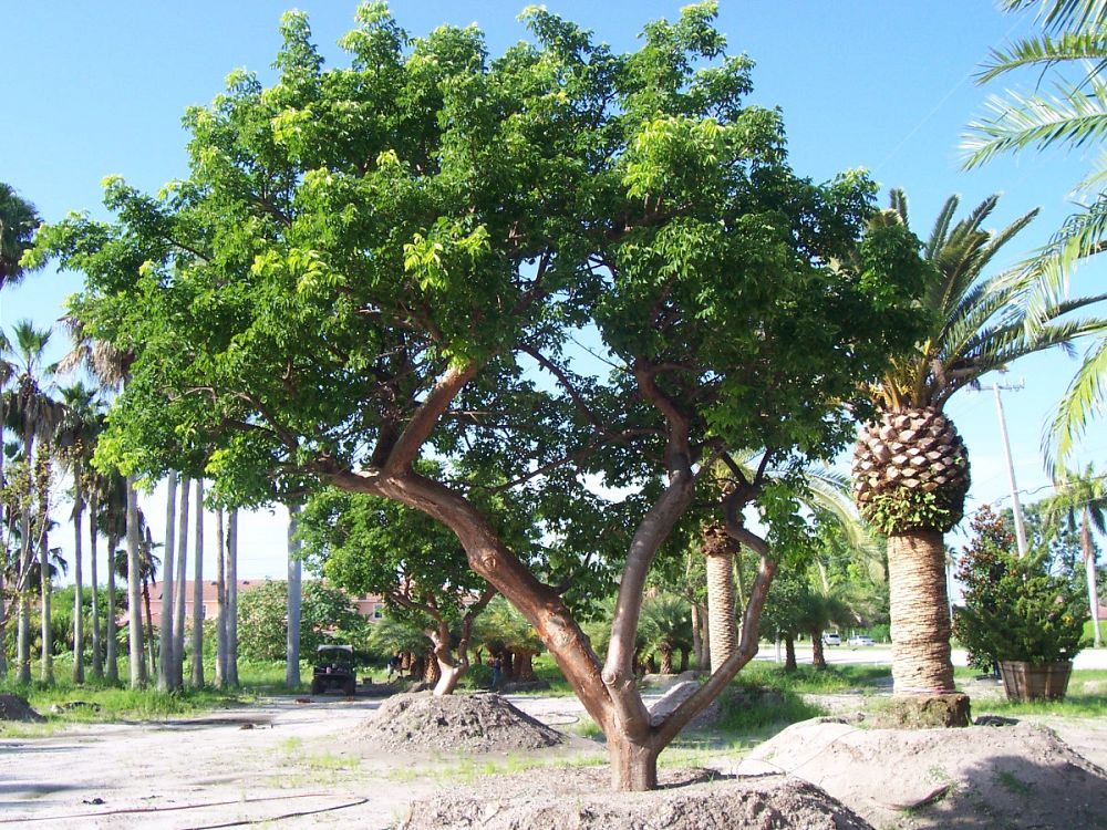 bursera-simaruba-gumbo-limbo