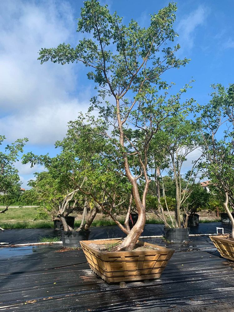 bursera-simaruba-gumbo-limbo