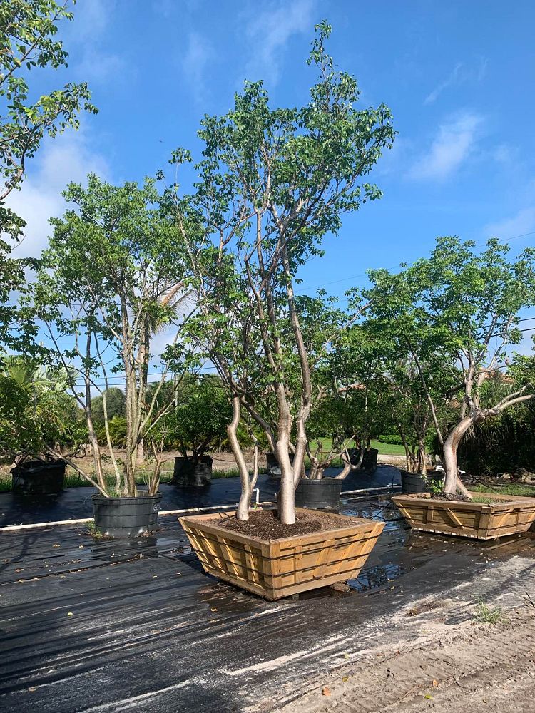 bursera-simaruba-gumbo-limbo