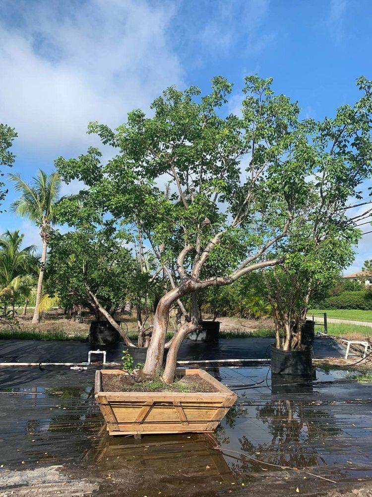 bursera-simaruba-gumbo-limbo