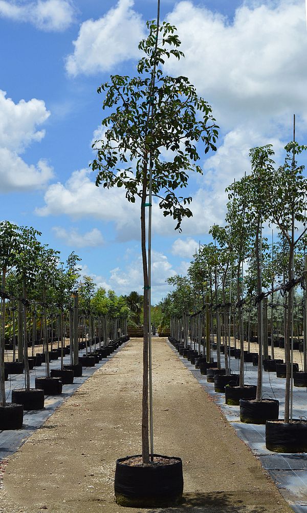 bursera-simaruba-gumbo-limbo