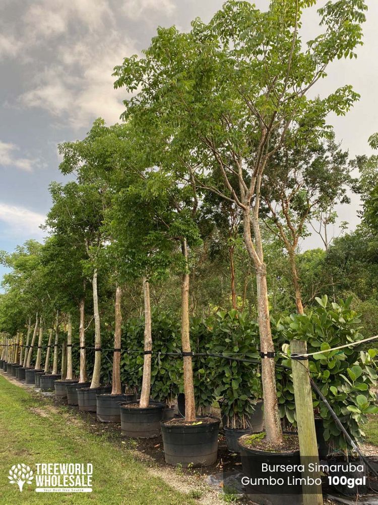 bursera-simaruba-gumbo-limbo