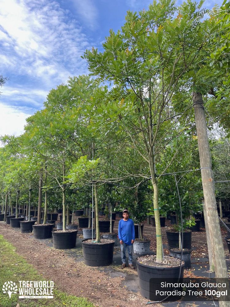 bursera-simaruba-gumbo-limbo