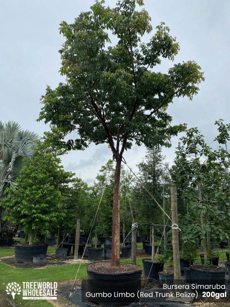 bursera-simaruba-gumbo-limbo
