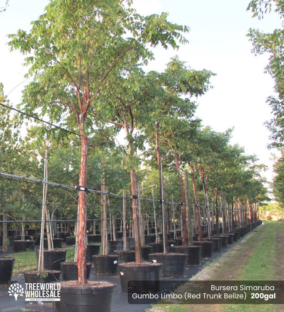 bursera-simaruba-gumbo-limbo