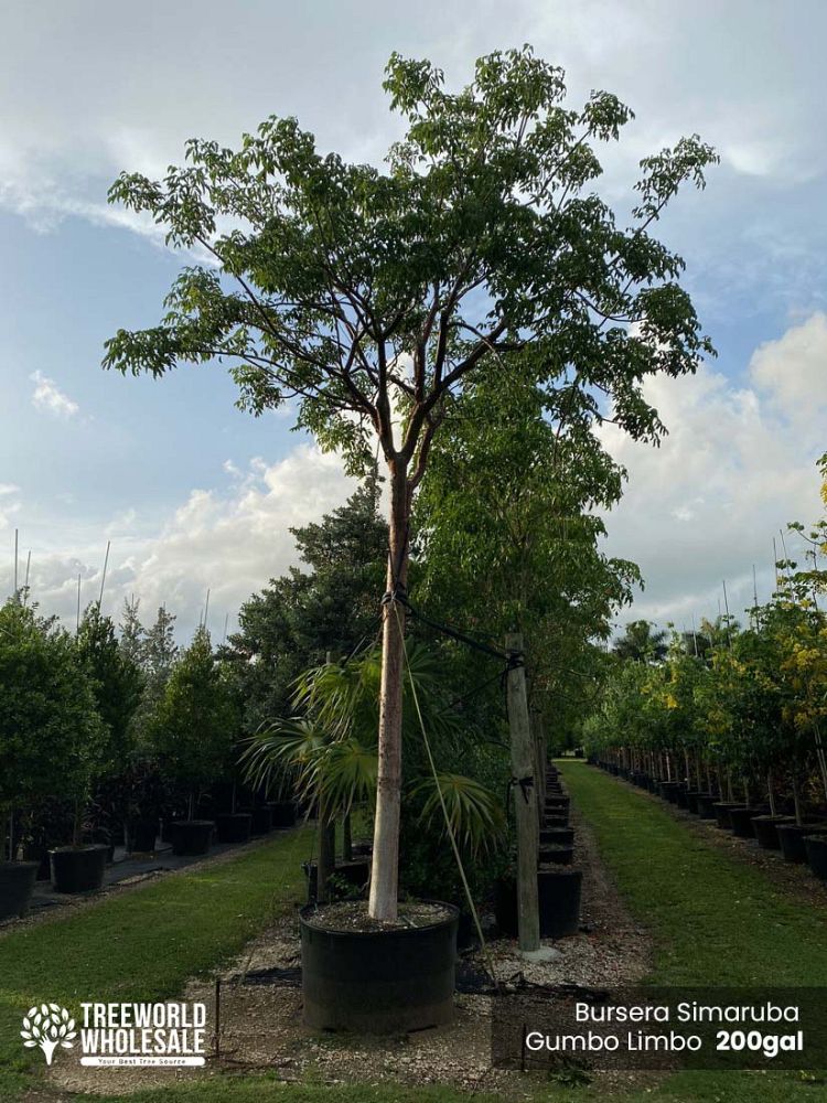 bursera-simaruba-gumbo-limbo