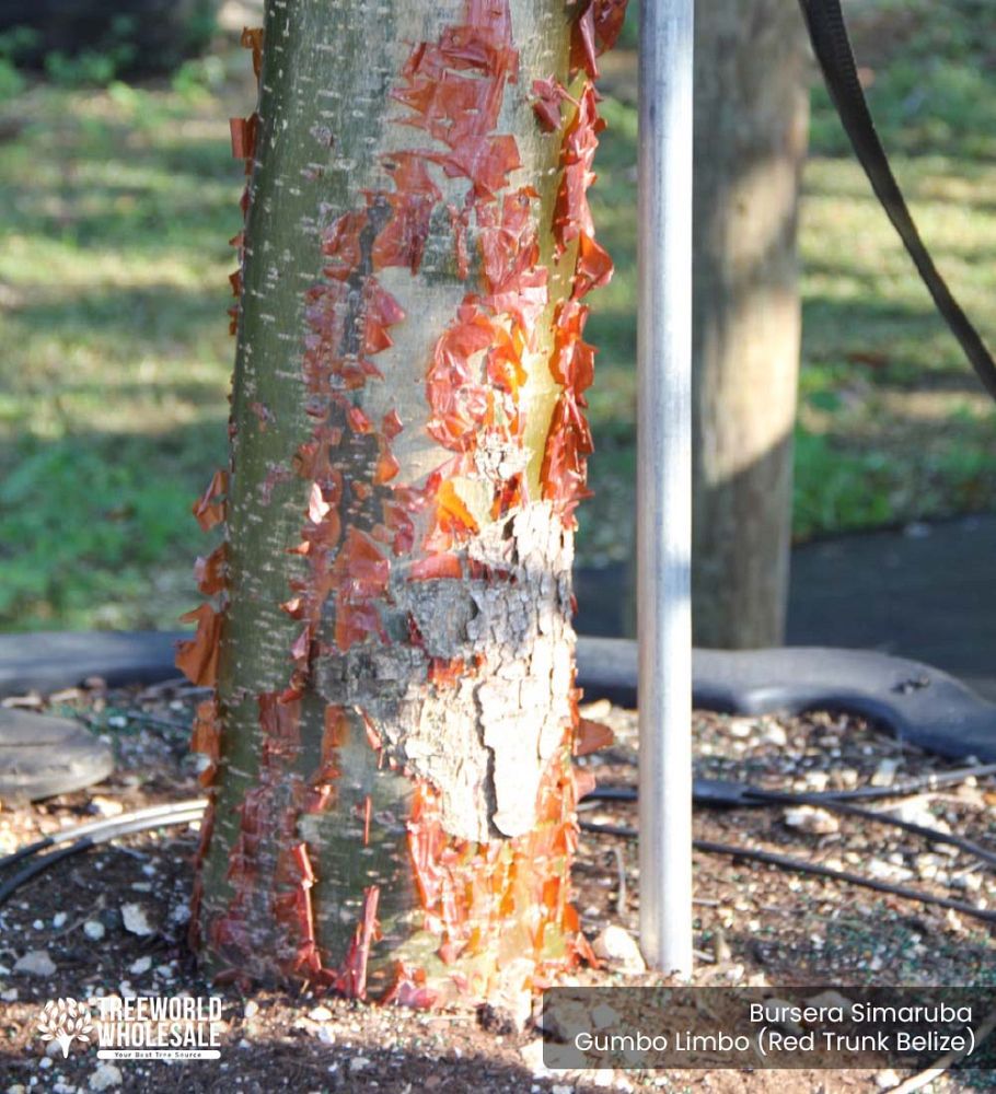 bursera-simaruba-gumbo-limbo