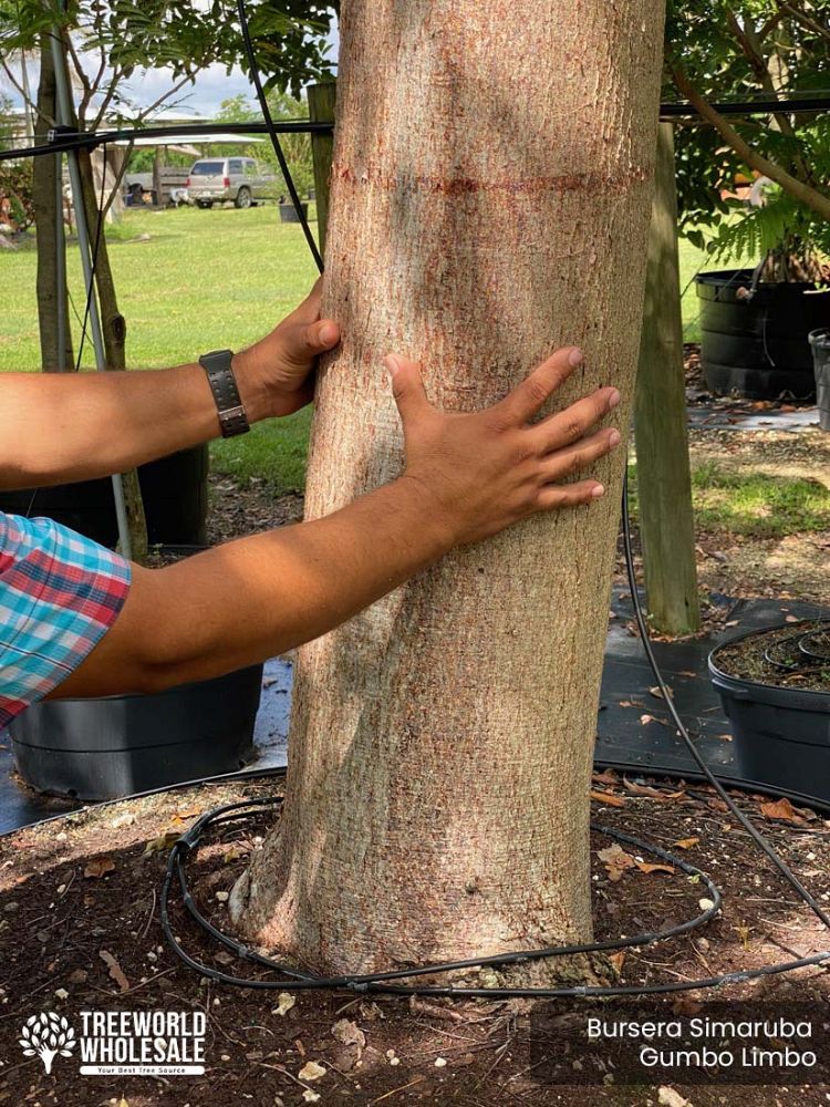 bursera-simaruba-gumbo-limbo