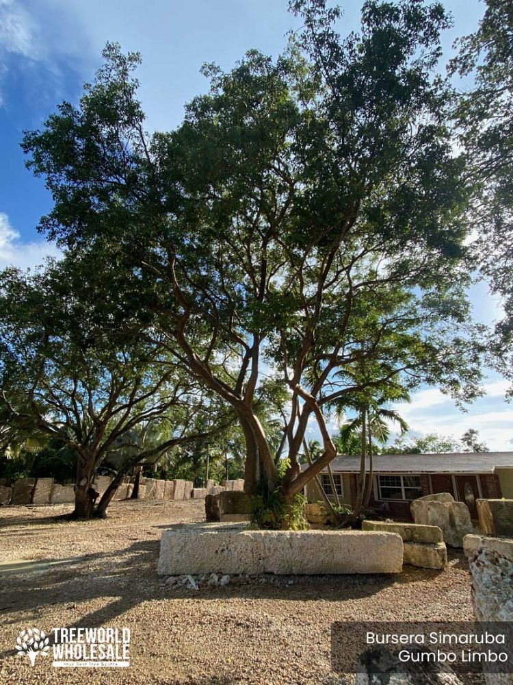 bursera-simaruba-gumbo-limbo