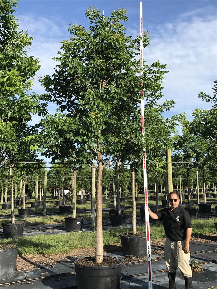 bursera-simaruba-gumbo-limbo