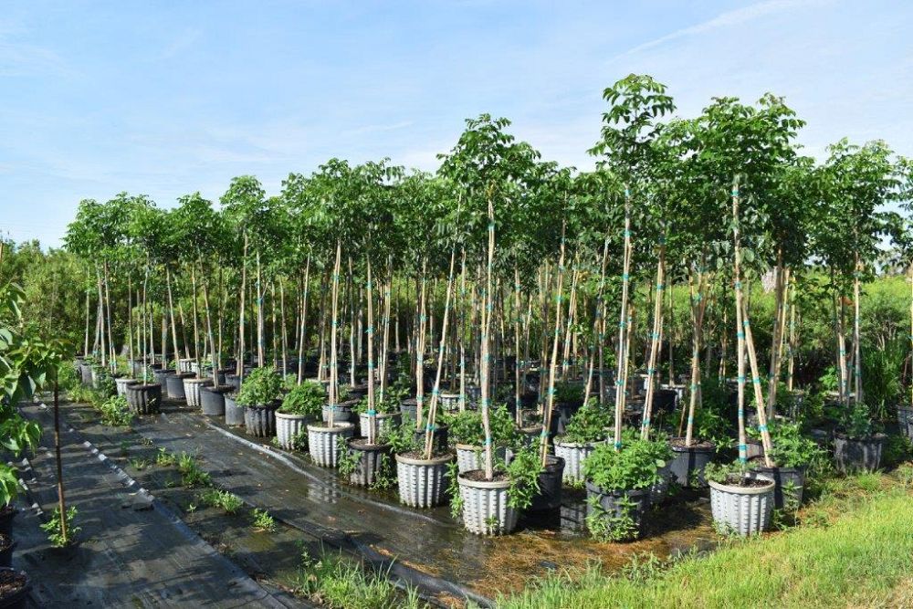 bursera-simaruba-gumbo-limbo