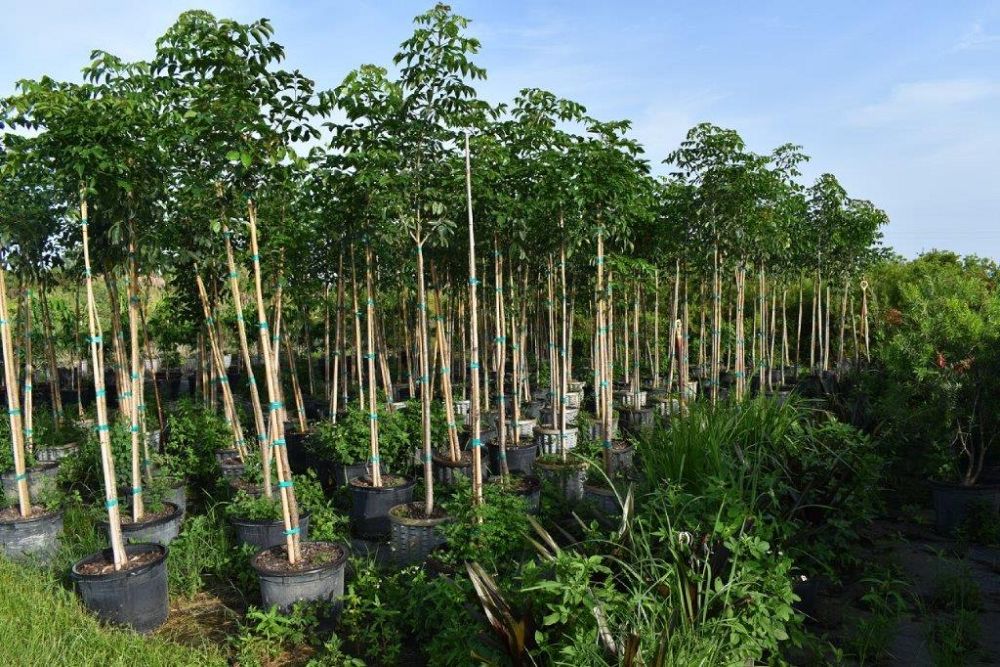 bursera-simaruba-gumbo-limbo