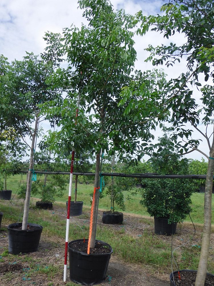 bursera-simaruba-gumbo-limbo