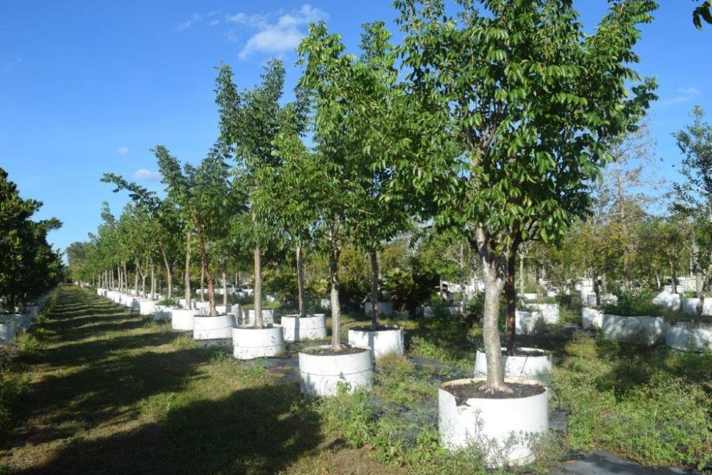 bursera-simaruba-gumbo-limbo