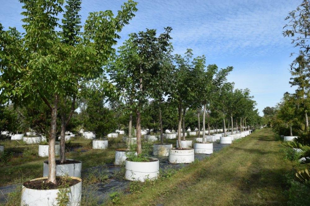 bursera-simaruba-gumbo-limbo