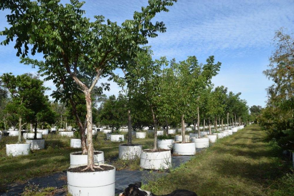 bursera-simaruba-gumbo-limbo
