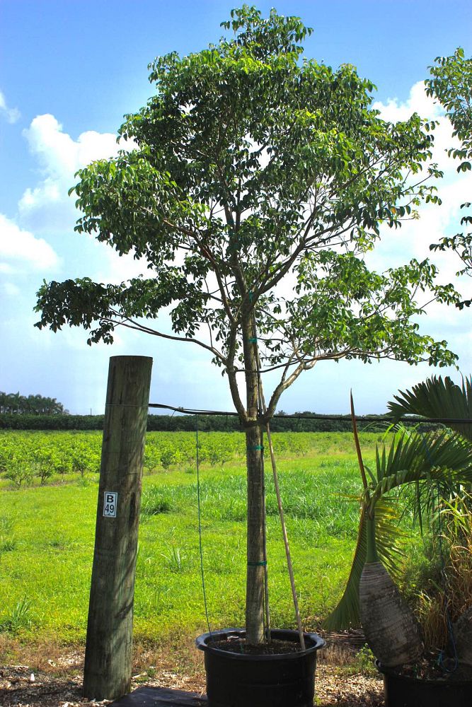 bursera-simaruba-gumbo-limbo