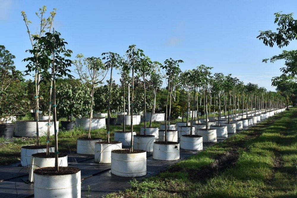 bursera-simaruba-gumbo-limbo