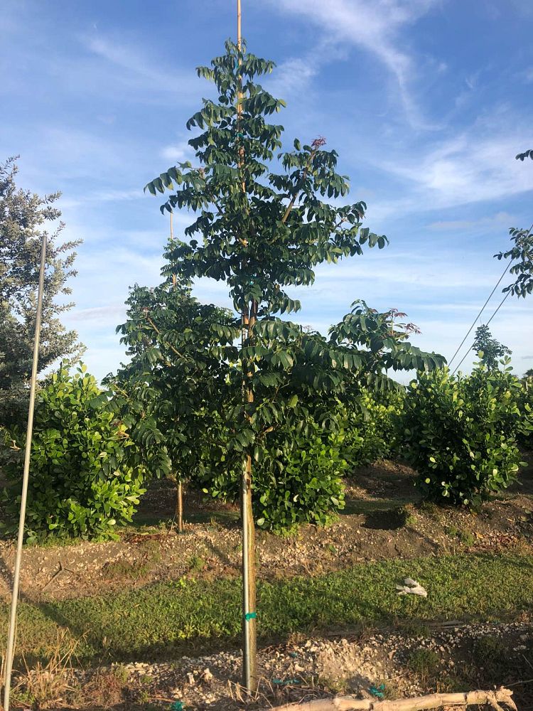 bursera-simaruba-gumbo-limbo