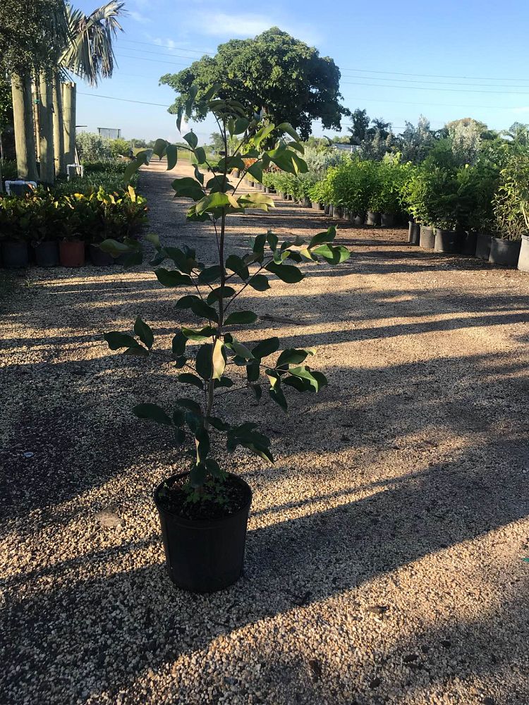 bursera-simaruba-gumbo-limbo