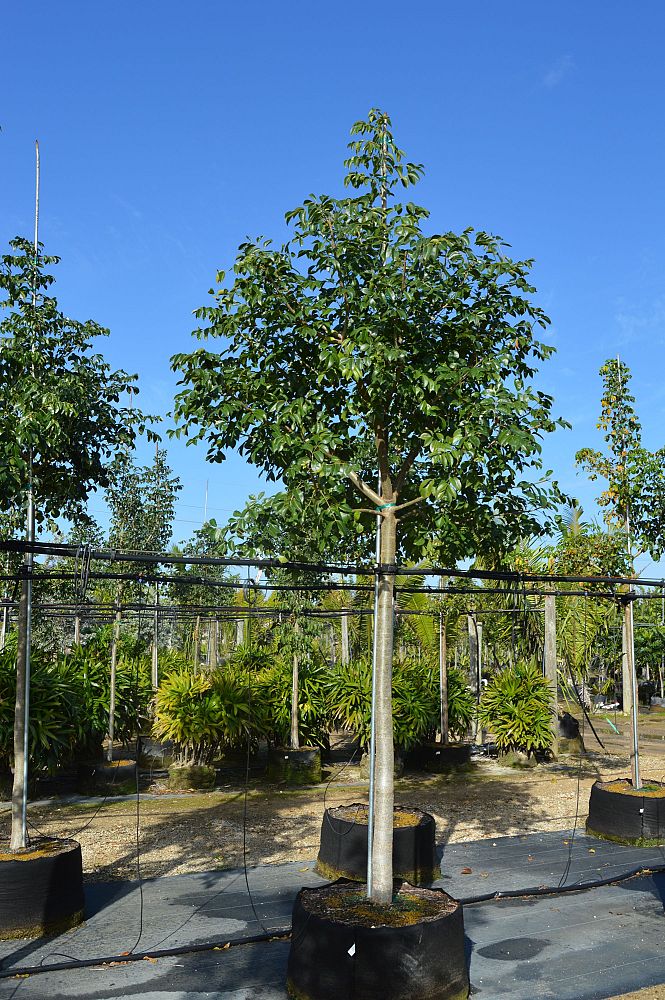 bursera-simaruba-gumbo-limbo