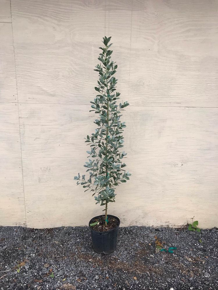 bursera-simaruba-gumbo-limbo