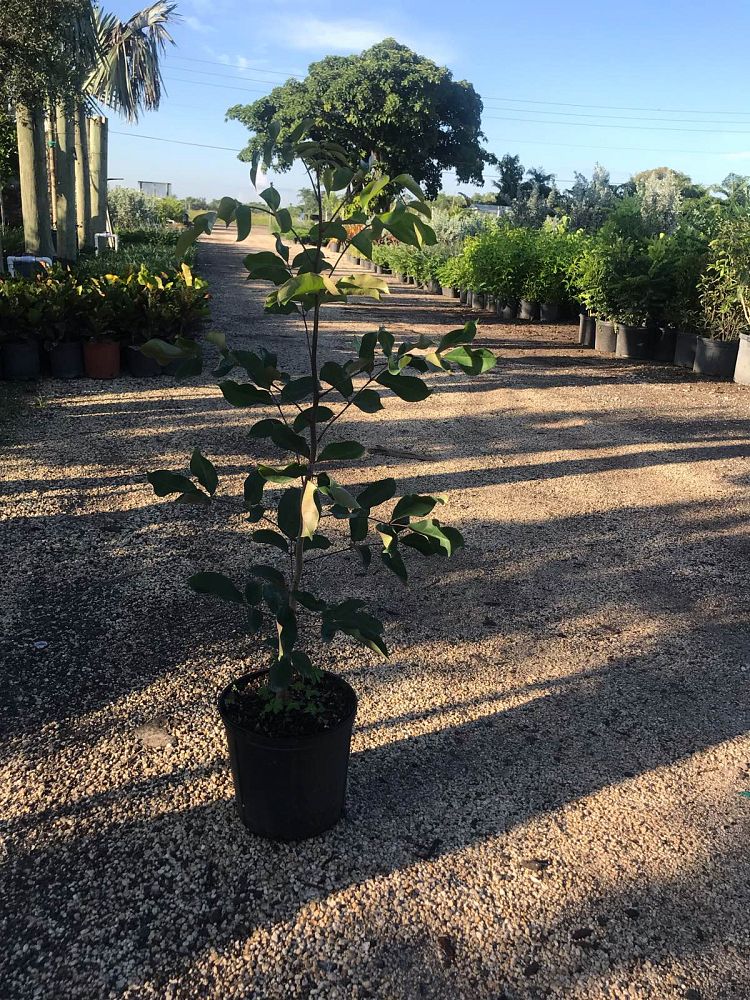 bursera-simaruba-gumbo-limbo