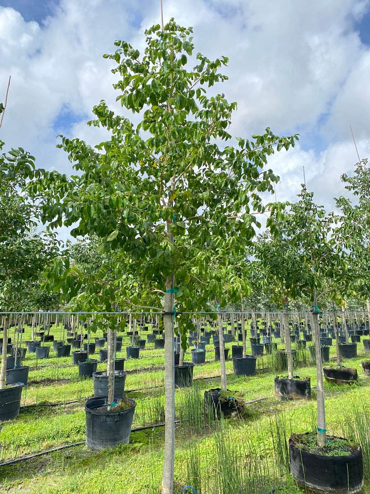 bursera-simaruba-gumbo-limbo