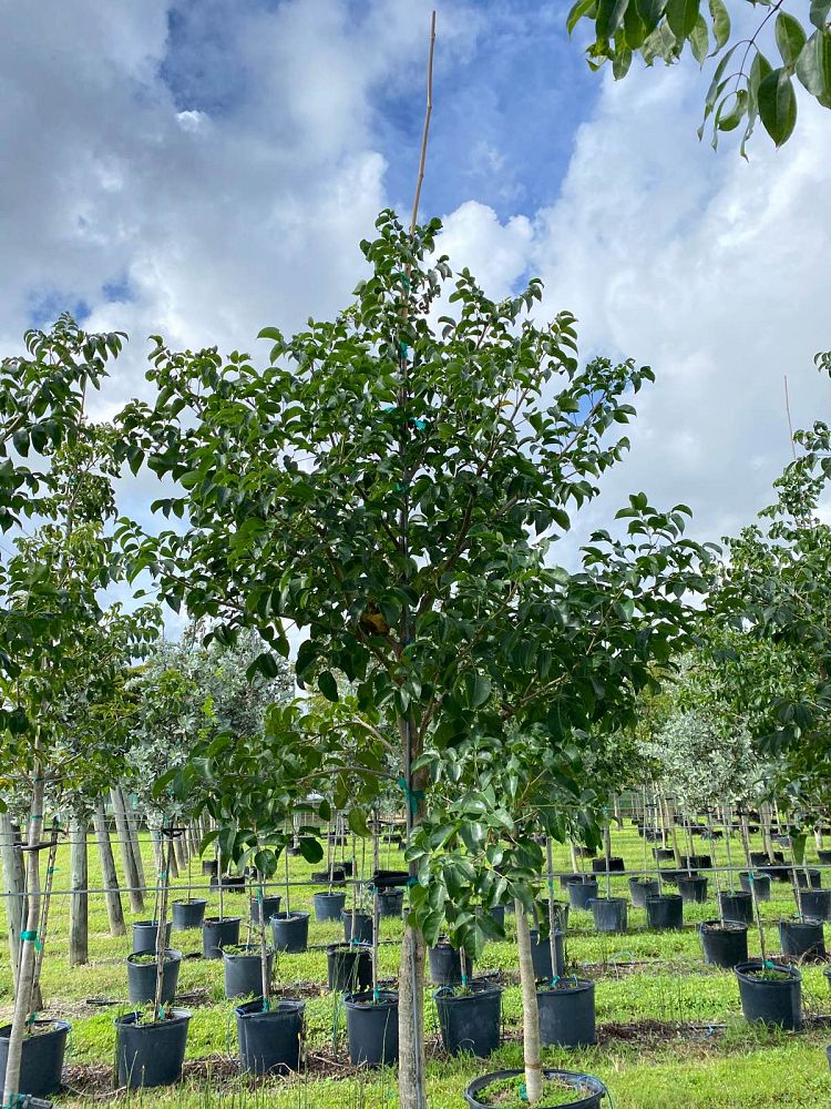 bursera-simaruba-gumbo-limbo