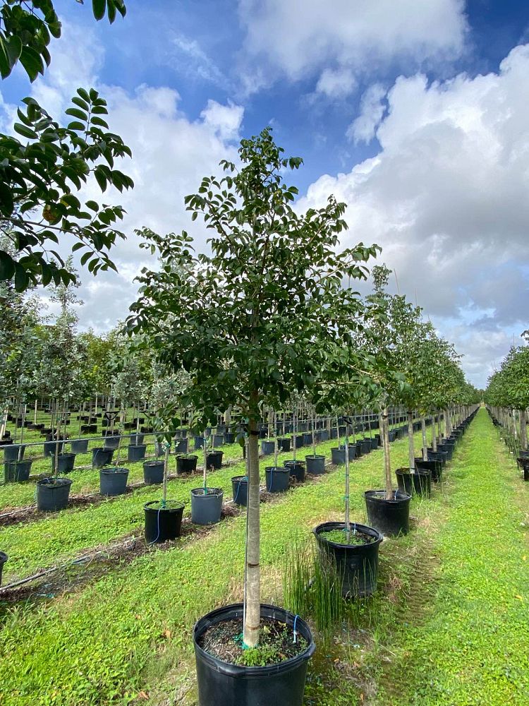 bursera-simaruba-gumbo-limbo