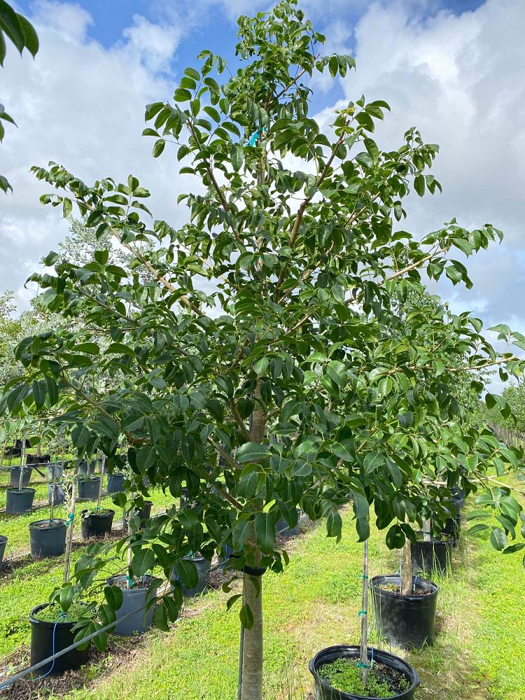 bursera-simaruba-gumbo-limbo