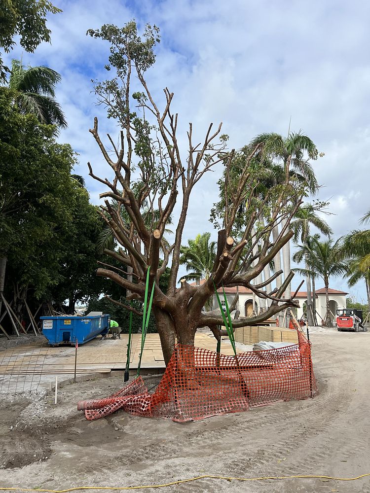 bursera-simaruba-gumbo-limbo