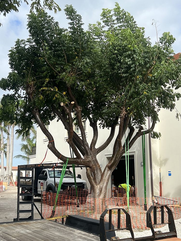 bursera-simaruba-gumbo-limbo
