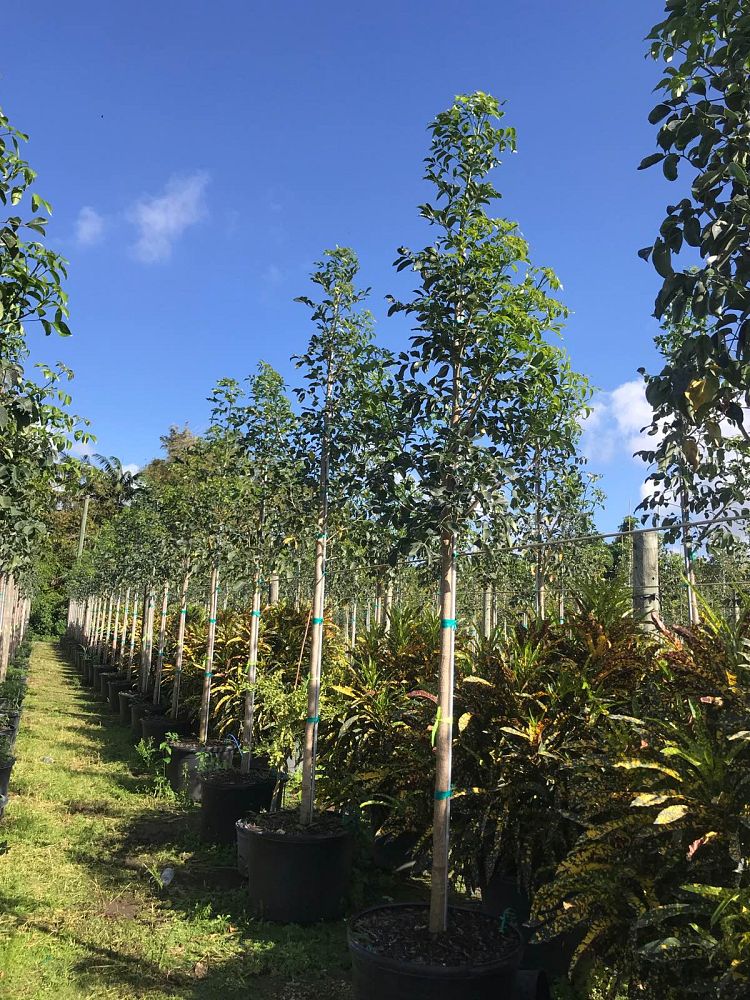 bursera-simaruba-gumbo-limbo