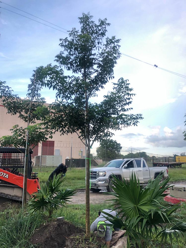bursera-simaruba-gumbo-limbo